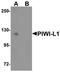 Piwi Like RNA-Mediated Gene Silencing 1 antibody, orb75516, Biorbyt, Western Blot image 