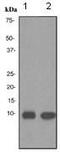 Trefoil Factor 3 antibody, ab108599, Abcam, Western Blot image 