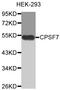 Cleavage And Polyadenylation Specific Factor 7 antibody, MBS129011, MyBioSource, Western Blot image 