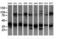 Mitogen-Activated Protein Kinase Kinase 3 antibody, LS-C174450, Lifespan Biosciences, Western Blot image 