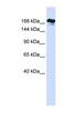 Remodeling And Spacing Factor 1 antibody, NBP1-52999, Novus Biologicals, Western Blot image 