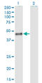 Calumenin antibody, LS-C196809, Lifespan Biosciences, Western Blot image 
