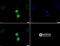 Histone Cluster 2 H3 Family Member D antibody, NB21-1101, Novus Biologicals, Immunofluorescence image 