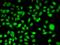Periplakin antibody, orb247701, Biorbyt, Immunofluorescence image 