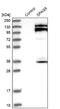 Sperm-associated antigen 5 antibody, NBP1-85261, Novus Biologicals, Western Blot image 