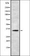 Olfactory Receptor Family 5 Subfamily H Member 1 antibody, orb337495, Biorbyt, Western Blot image 