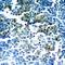 BCR Activator Of RhoGEF And GTPase antibody, 79-194, ProSci, Immunohistochemistry paraffin image 