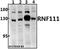 Ring Finger Protein 111 antibody, A05708, Boster Biological Technology, Western Blot image 