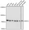 ERCC Excision Repair 2, TFIIH Core Complex Helicase Subunit antibody, 15-604, ProSci, Western Blot image 