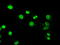 Mitogen-Activated Protein Kinase Kinase 4 antibody, LS-C114531, Lifespan Biosciences, Immunofluorescence image 