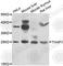 THAP domain-containing protein 1 antibody, A7472, ABclonal Technology, Western Blot image 