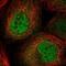 Glyoxylate Reductase 1 Homolog antibody, NBP2-38576, Novus Biologicals, Immunofluorescence image 