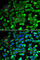 Sirtuin 2 antibody, A0273, ABclonal Technology, Immunofluorescence image 