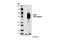 CD36 Molecule antibody, 14347S, Cell Signaling Technology, Western Blot image 