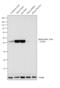 Actin Alpha Cardiac Muscle 1 antibody, PA5-21396, Invitrogen Antibodies, Western Blot image 