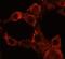 Insulin receptor antibody, FNab04170, FineTest, Immunofluorescence image 