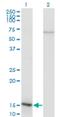 Nuclear Factor Of Activated T Cells 2 Interacting Protein antibody, H00084901-M02, Novus Biologicals, Western Blot image 