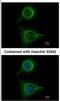 SBDS Ribosome Maturation Factor antibody, NBP1-32724, Novus Biologicals, Immunocytochemistry image 