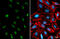 Nucleolar Protein Interacting With The FHA Domain Of MKI67 antibody, GTX132955, GeneTex, Immunofluorescence image 