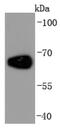 Albumin antibody, NBP2-66894, Novus Biologicals, Western Blot image 