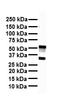 SRY-Box 3 antibody, orb329717, Biorbyt, Western Blot image 
