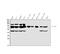 Lipoma-preferred partner antibody, A01240-2, Boster Biological Technology, Western Blot image 