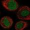 ZFP91 Zinc Finger Protein antibody, NBP1-80863, Novus Biologicals, Immunofluorescence image 