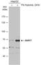 Nuclear Receptor Subfamily 4 Group A Member 1 antibody, NBP2-19613, Novus Biologicals, Western Blot image 