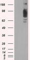 SCY1 Like Pseudokinase 3 antibody, LS-C114591, Lifespan Biosciences, Western Blot image 