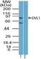 Dishevelled Segment Polarity Protein 1 antibody, PA5-23409, Invitrogen Antibodies, Western Blot image 