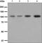 GRB2 Associated Binding Protein 1 antibody, ab133486, Abcam, Western Blot image 