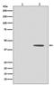 Mitogen-Activated Protein Kinase Kinase 1 antibody, P00292-4, Boster Biological Technology, Western Blot image 