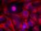 REL Proto-Oncogene, NF-KB Subunit antibody, orb14435, Biorbyt, Immunofluorescence image 
