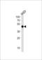 Hepatocyte Nuclear Factor 4 Gamma antibody, LS-C164948, Lifespan Biosciences, Western Blot image 