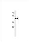 Basic Helix-Loop-Helix Family Member E41 antibody, A04668-2, Boster Biological Technology, Western Blot image 