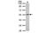 Melanin Concentrating Hormone Receptor 1 antibody, MBS837567, MyBioSource, Western Blot image 