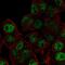 Akirin 2 antibody, PA5-66674, Invitrogen Antibodies, Immunofluorescence image 
