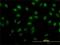 SIX Homeobox 4 antibody, H00051804-M07, Novus Biologicals, Immunocytochemistry image 