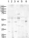 Delta Like Canonical Notch Ligand 1 antibody, NB600-628, Novus Biologicals, Western Blot image 