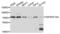TNF Receptor Superfamily Member 10a antibody, LS-C334601, Lifespan Biosciences, Western Blot image 