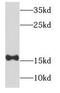 NADH:Ubiquinone Oxidoreductase Subunit B6 antibody, FNab05623, FineTest, Western Blot image 