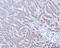 Acid Phosphatase, Prostate antibody, A02082-2, Boster Biological Technology, Immunohistochemistry paraffin image 