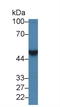 LIM domain-binding protein 1 antibody, LS-C689163, Lifespan Biosciences, Western Blot image 