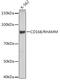 Hyaluronan Mediated Motility Receptor antibody, GTX03261, GeneTex, Western Blot image 