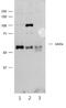 Synaptotagmin 3 antibody, GTX45928, GeneTex, Western Blot image 