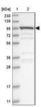 AKNA Domain Containing 1 antibody, NBP1-90703, Novus Biologicals, Western Blot image 