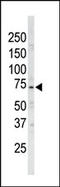 NUAK family SNF1-like kinase 1 antibody, AP15011PU-N, Origene, Western Blot image 