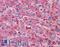 Tissue Factor Pathway Inhibitor antibody, LS-B5333, Lifespan Biosciences, Immunohistochemistry paraffin image 