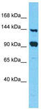 Family With Sequence Similarity 193 Member A antibody, TA335763, Origene, Western Blot image 