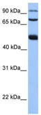 WD Repeat Domain 49 antibody, TA337579, Origene, Western Blot image 